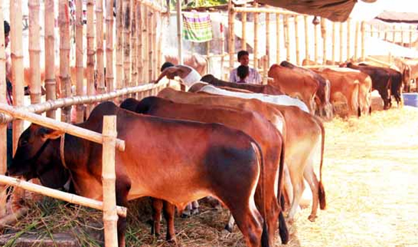 সিলেট মহানগরীতে বৈধ পশুর হাট ১২টি