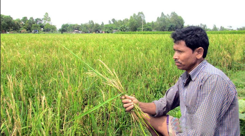 হবিগঞ্জে হাওরজুড়ে ধানে চিটা, কৃষকের মাথায় হাত