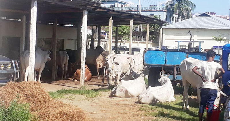 কানাইঘাট থানা পুলিশের হাতে আবরো ভারতীয় ১১টি গরু আটক