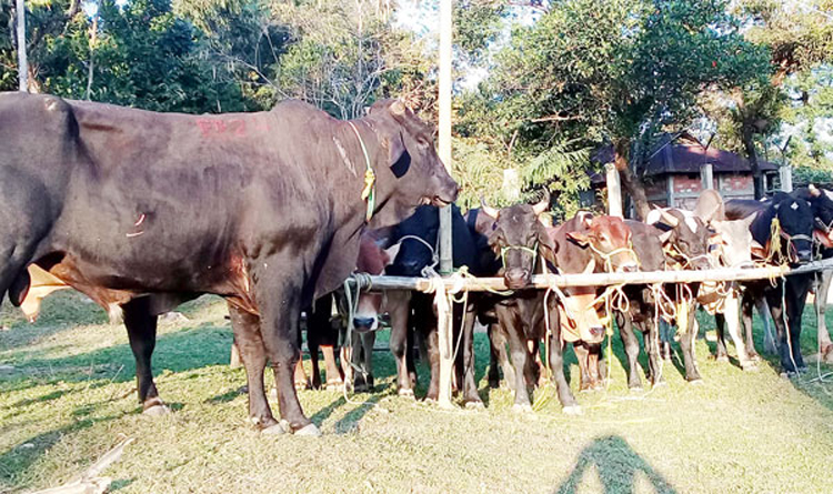 জৈন্তাপুর সীমান্ত দিয়ে অবাধে আসছে ভারতীয় গরু: বিজিবির অভিযানে আটক ৫২