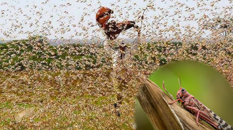 লুটেরা পঙ্গপালের হানা, ঝুঁকিতে বাংলাদেশ