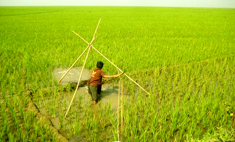 ইজারাদারের বাঁধ, তিনশত একর রোপিত বোরো জমি পানির নীচে