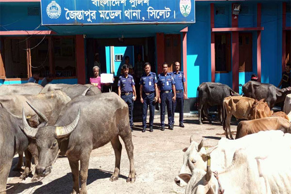 চোরাচালানের বিরুদ্ধে কঠোর জৈন্তাপুর থানা পুলিশ : গরু-মহিষ ও চিনি জব্দ, আটক ৪