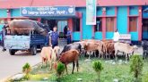 জৈন্তাপুরে গাড়ীসহ ভারতীয় ২১টি গরু ও ৪টি মহিষ আটক